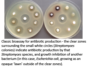 Bioassay for antibiotic production