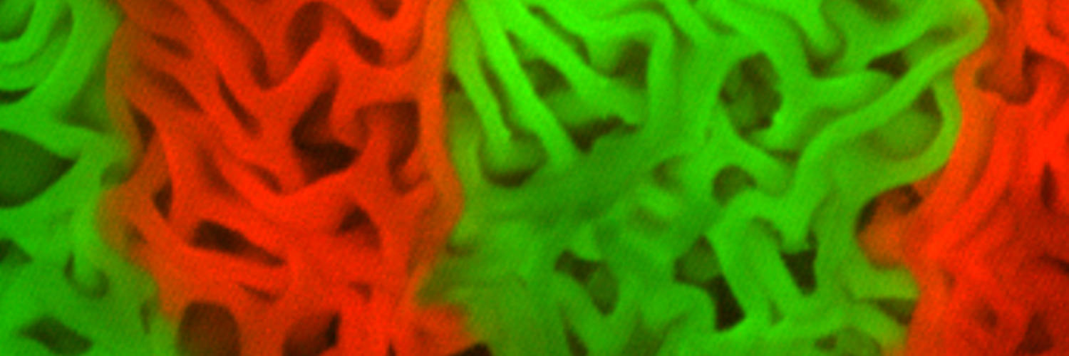 'Exploring' Streptomyces cells, labelled alternately with either a red fluorescent protein or a green fluorescent protein
