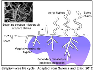 Streptomyces Life Cycle